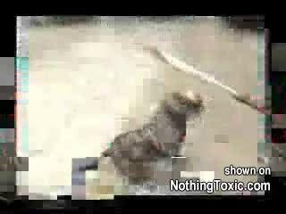 Vicious Pitbull Attacks a Woman