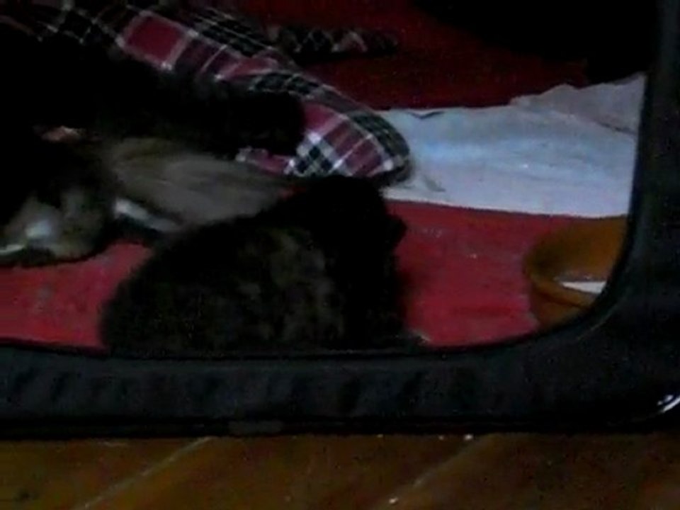 miss Glossy la Gigotte