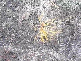 Forest fires blanket Honduras airport