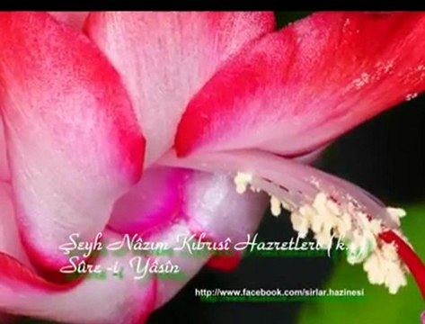 Şeyh Nâzım Kıbrısî Hazretleri (k.s) - Yâsîn Sûresi [HQ]