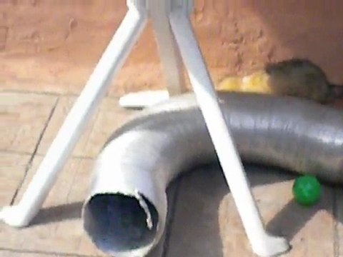 Bibop (fufu à adopter à l'asso furet et compagnie le 28 avril 2011