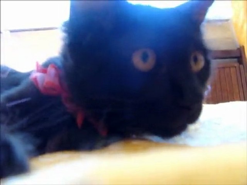 Cute Kitten Fooling Around