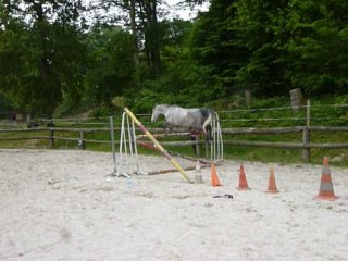 Ping-pong des plains, PFS, 8 ans, hongre