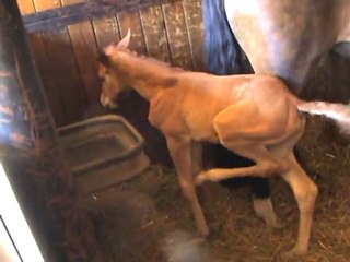 BRUME DE DRULHET J+6 découvre les mouches ...