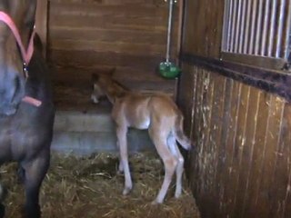 BRUME DE DRULHET J+6 découvre les mouches ... suite et fin