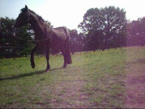 Pas espagnol et salut de Brasiliana