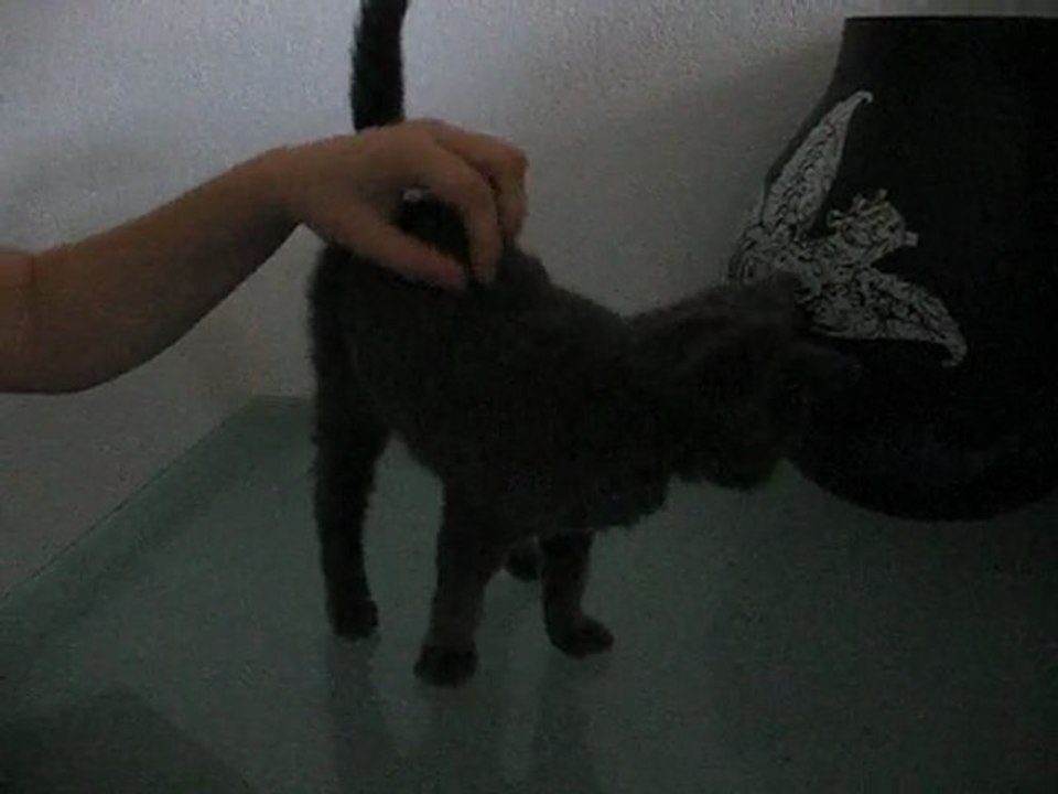 Gusto3