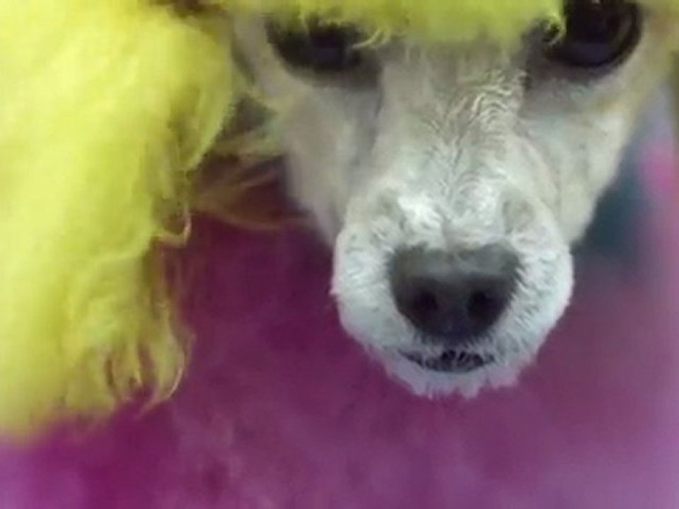 Nokia Ovi Store - Download the amazing new mobile app Loop for free at the Ovi Store - Nokia UK