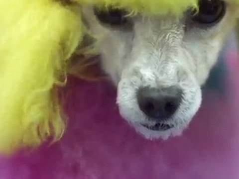 Nokia Ovi Store - Download the amazing new mobile app Loop for free at the Ovi Store - Nokia UK