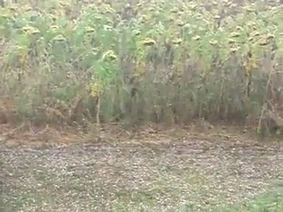 temporale montegiorgio2