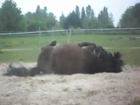 Ponette Shetland Réglisse 28 04 2011.AVI