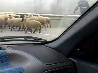 Otoyolda koyun sürüsü!