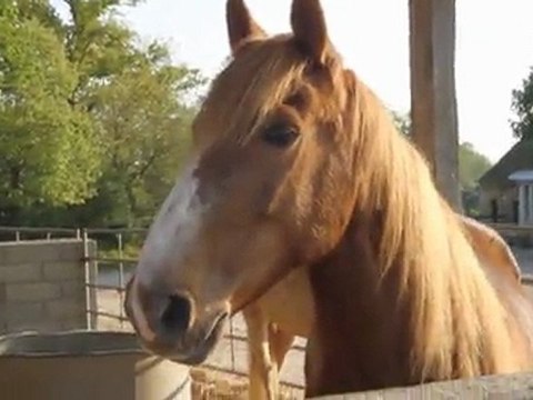 Petite visite du Centre équetre du Mesnil d'Argences.