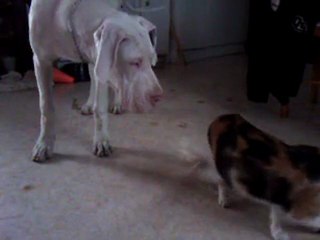 Fortuna Majeur qui renifle la minette