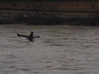 Po si alza  a torino 24 dicembre 2010