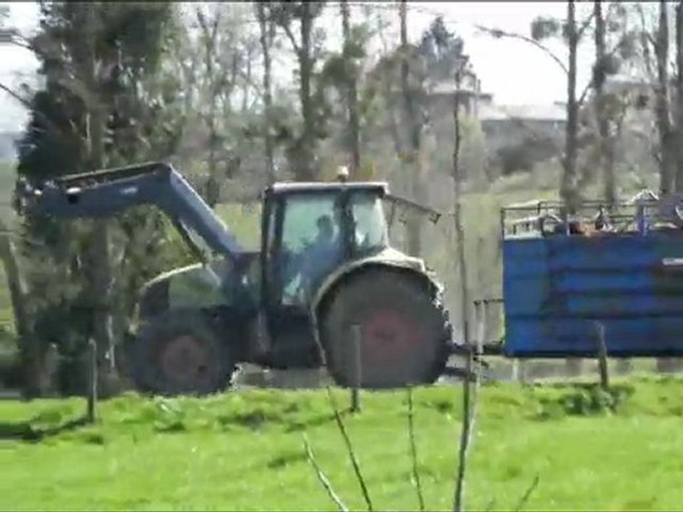 The cows are sent to the grass by the Salers Breeding VINCENT PESCHER