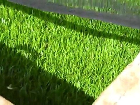 Florida Aquatic Nursery. Joe Terry Florida Aquatic Nursery.