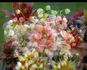 BANDARI - THE SOUNDS OF SILENCE