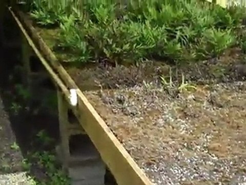 Cutting plants at Florida Aquatic nurseries.