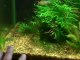 Aquascaping your planted aquarium. Planted tank ...