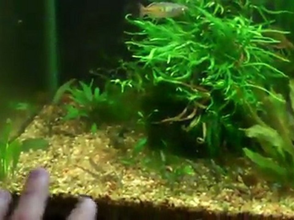 Aquascaping your planted aquarium. Planted tank ...