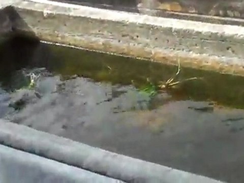 Florida Aquatic Nursery.