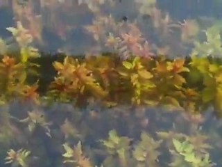 Florida Aquatic Nurseries Rotalla beds....