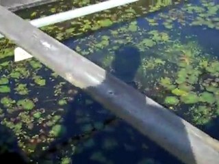 Florida aquatic nurseries