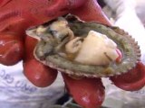 Arabic-Web-Tsunami makes waves in Chile's shellfish beds