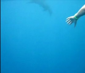 Première rencontre avec les dauphins