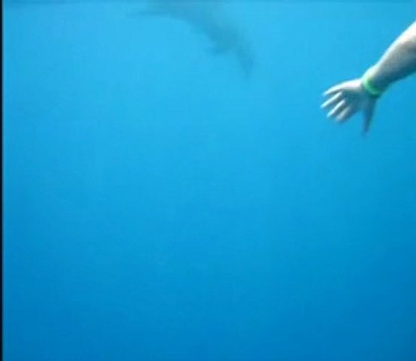 Première rencontre avec les dauphins