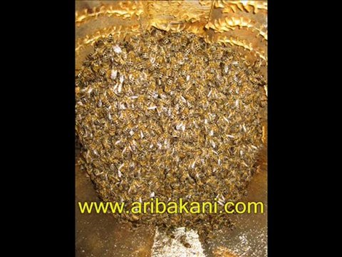 arıcılık ve karakovan video, filim