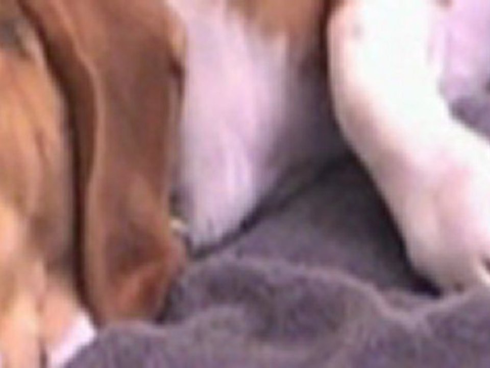 bon chien