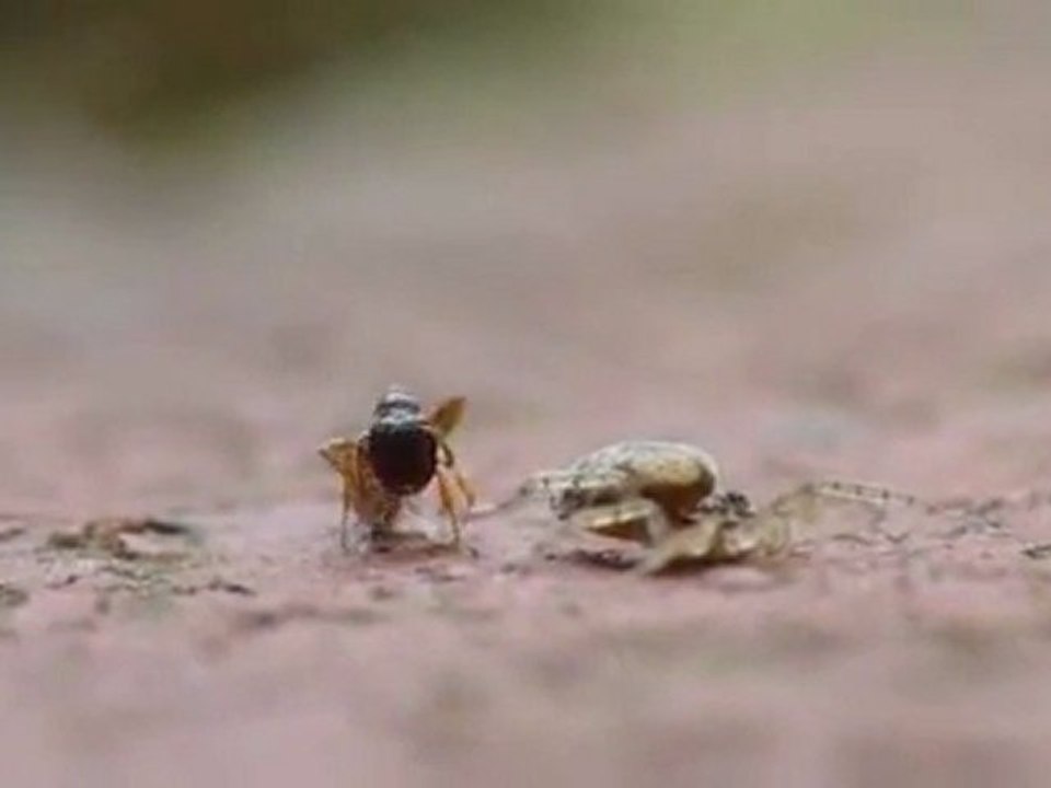 Il duello tra un ragno e una formica