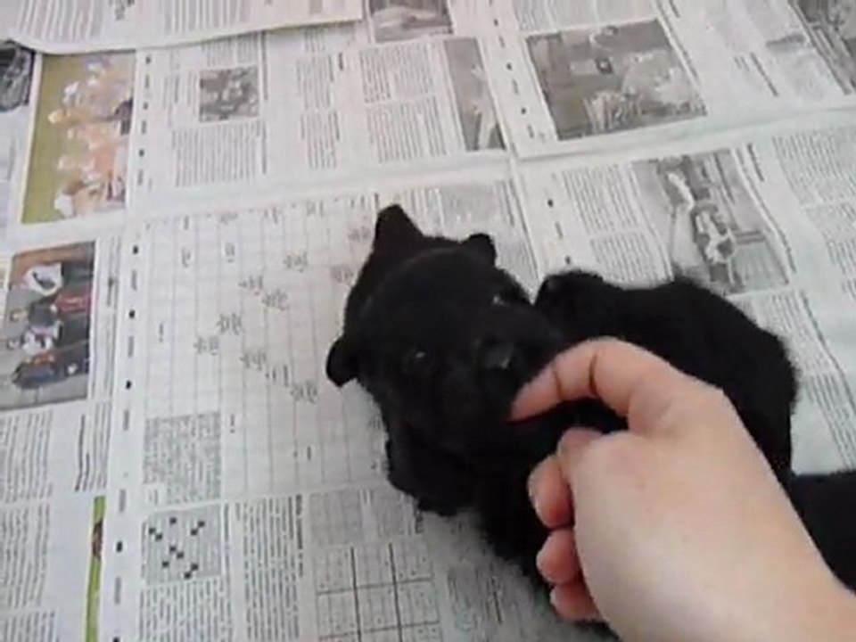 petits de Snowbell le 29.04.11