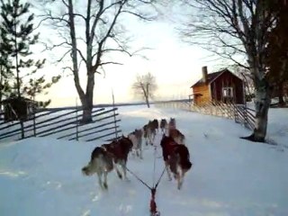entrainement chiens de traineaux
