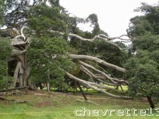jardin botanique 2