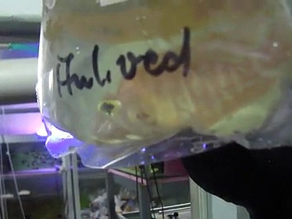 auloncora red (kırmızı imparator)