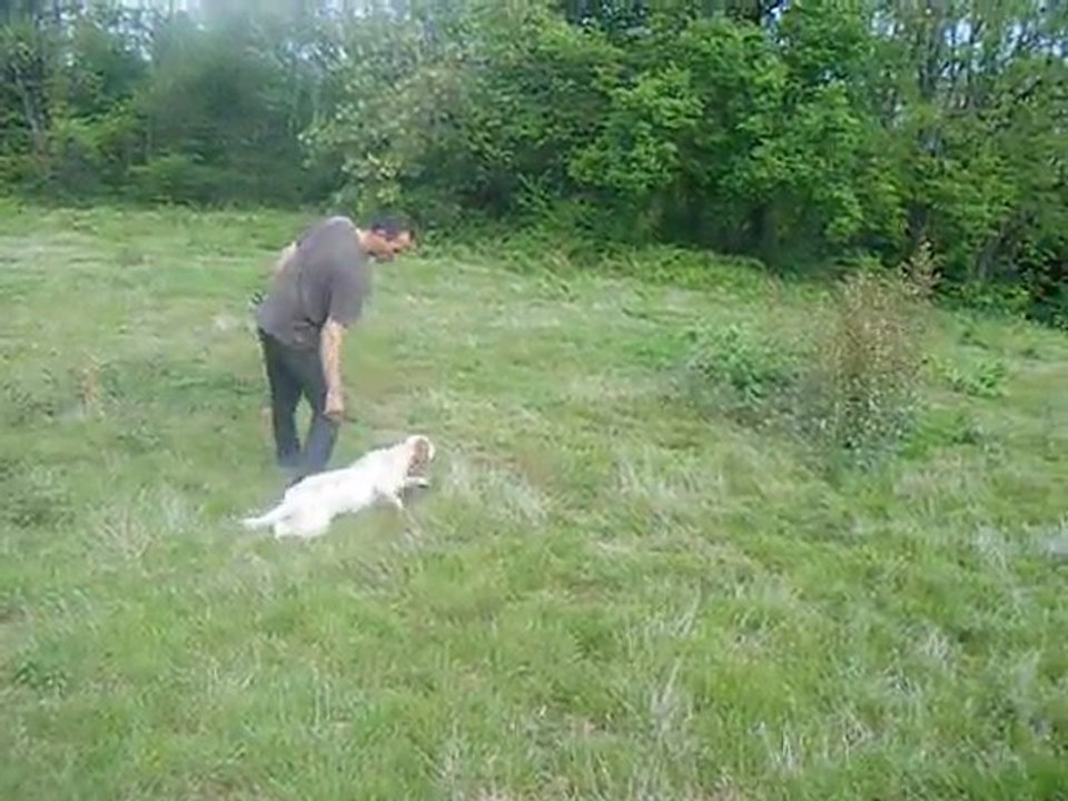 drack de l'enclos des jonquilles