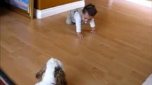 Perros Para Niños Hiperactivos