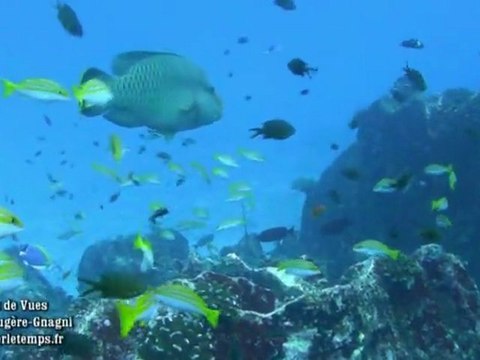 Banc de Poissons et Poissons Exotiques