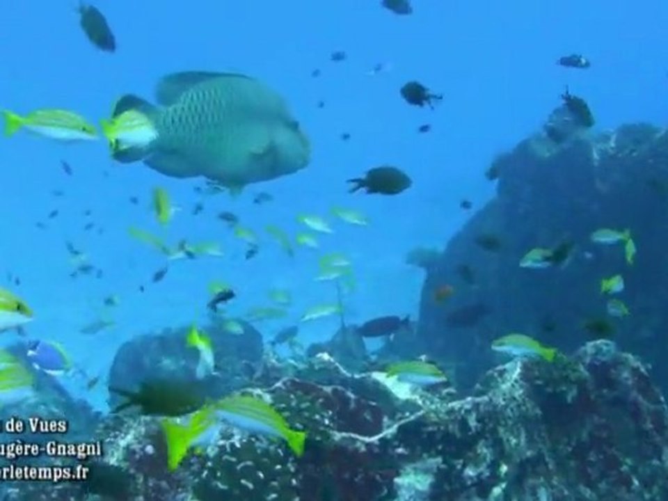 Banc de Poissons et Poissons Exotiques