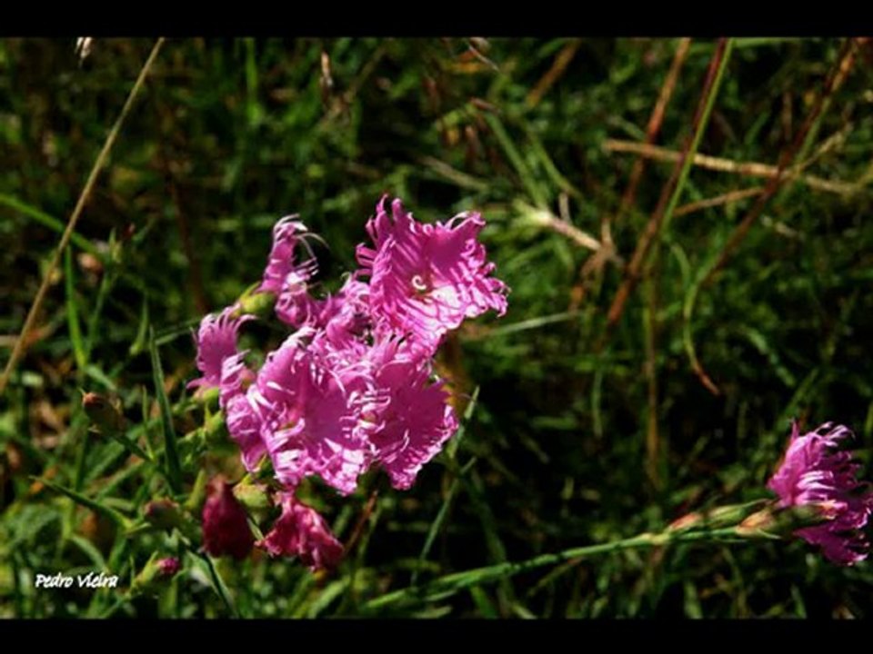 PYRENEES FOREVER (antistress garantie)