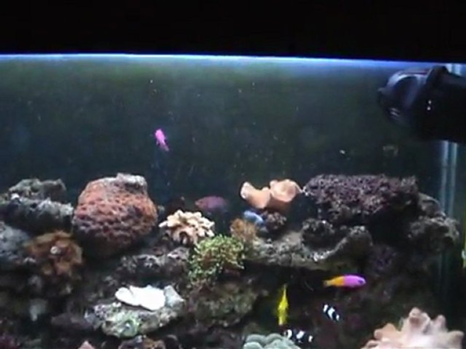 DENİZ AKVARYUMU eskişehir acemi işi