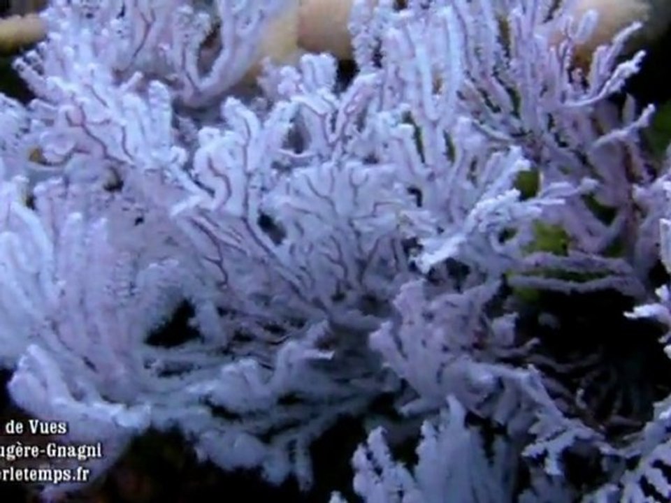 Coquillages, Flores sous Marine, Etoiles de Mer