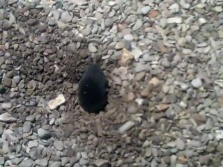 La taupe, çà vous creuse ... ou pas