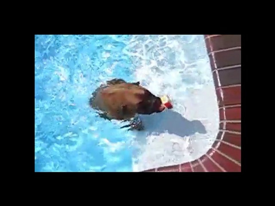 Como Entrenar Un Perro Boxer