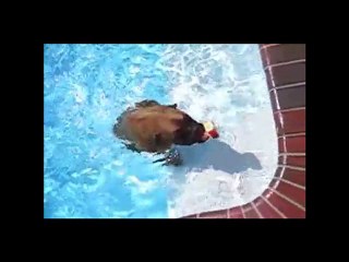 Como Entrenar Un Perro Boxer