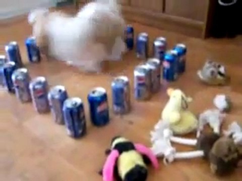 Un chien dans une prison de cannettes ! Infranchisable