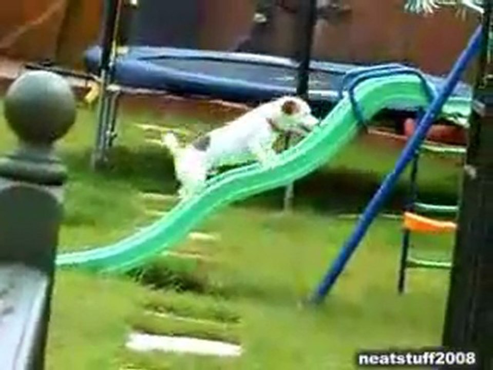 Un ptit chien bien déterminé à monter sur un toboggan ou pas